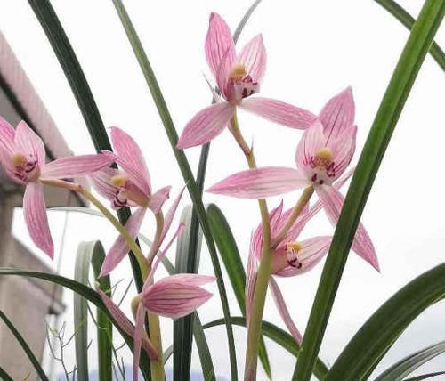  「植物」兰花的4个小“癖好”，满足它，就能开花不断！