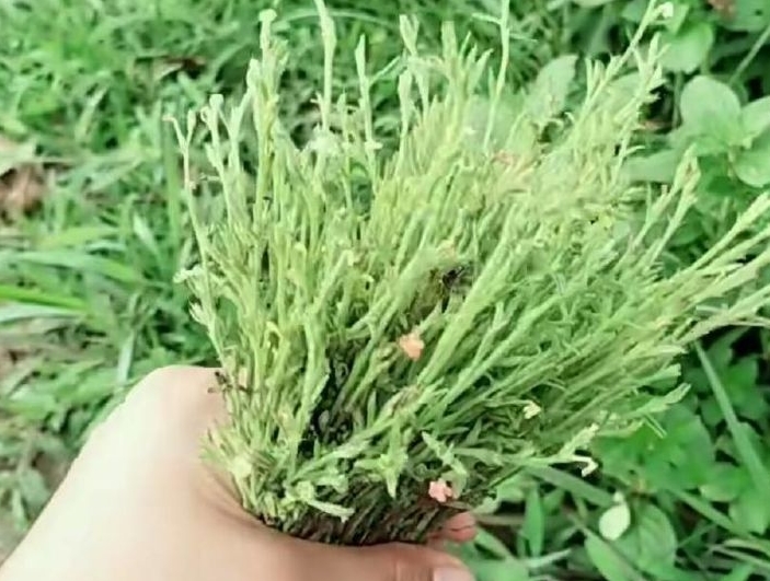 在农村一种不起眼的野草，现在却卖2000块钱一斤，还不好找
