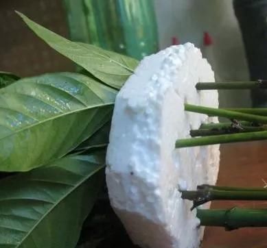  花钱买■“4种花”不用花钱买,折根枝条放水中,半个月生根,好养活的很
