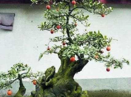  『值钱』当“传家宝”的2种花，养在阳台、客厅，2年后，比“黄杨树”值钱