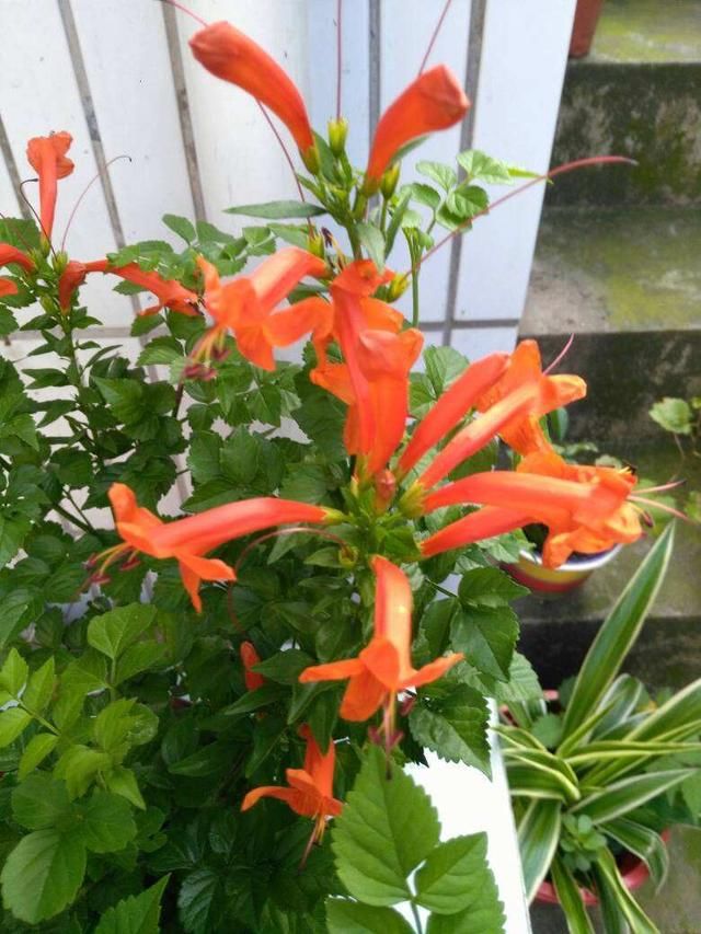  [凌霄花]别眼馋人家爬满墙的凌霄花，自己在家种一盆，一春就长成花海