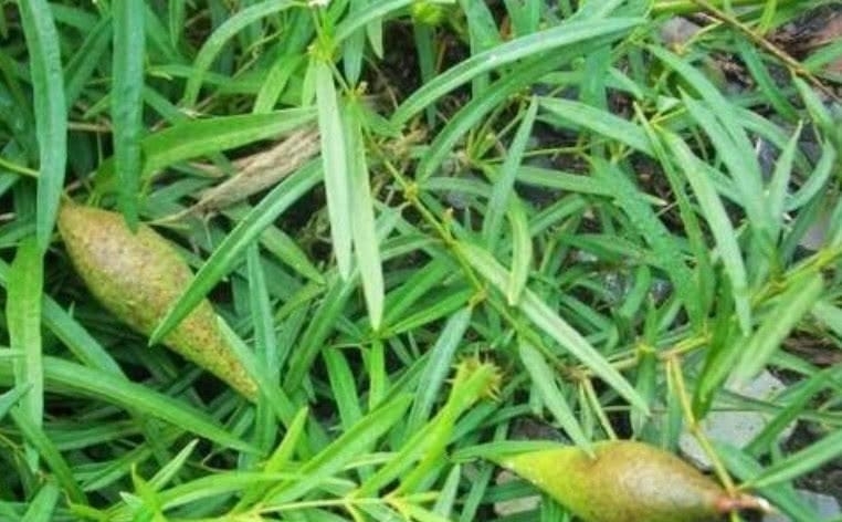 这种野果曾在农村到处有，70后爱当零食吃，现在大山中也难找
