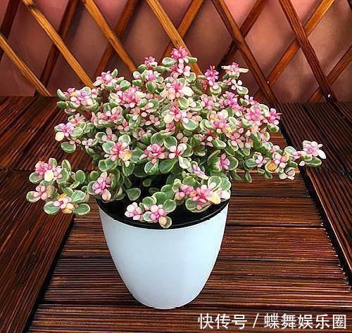 『植物』多肉植物雅乐之舞如何扦插更易成活?