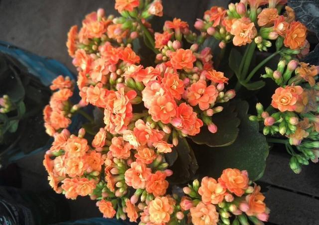  【适合】春节适合扦插的3种花，教你几个小技巧，成功率高让家充满色彩