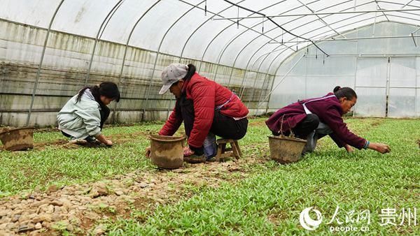  『产业结构调』纳雍县羊场乡：调结构打出“组合拳”促增收使出“连环招”