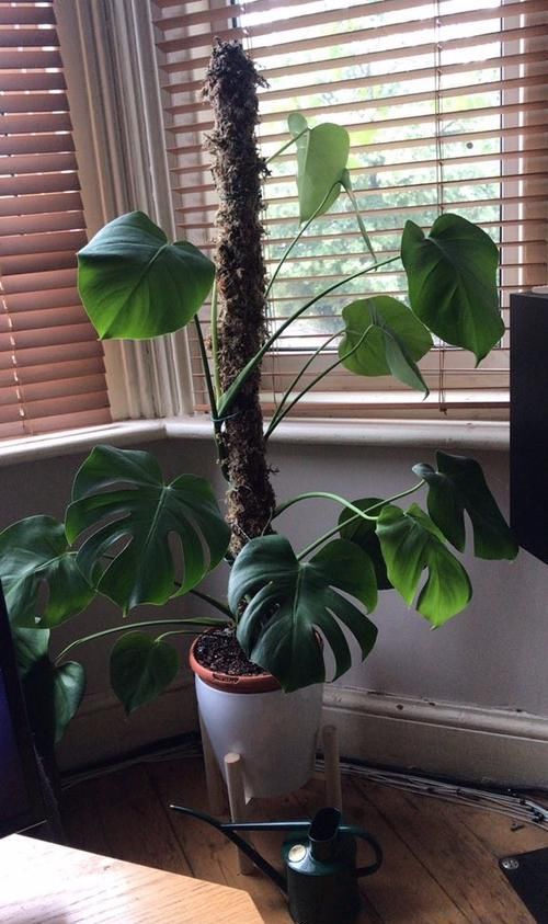  #龟背竹#叶子带白斑的龟背竹盆栽，害怕叶色退化了，经常浇磷酸二氢钾水肥