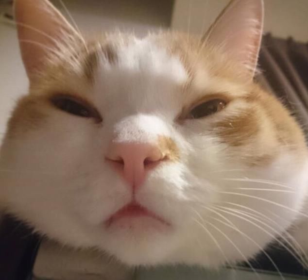  「有趣」超有趣的“变脸猫大赛”，猫看后自己都笑了……