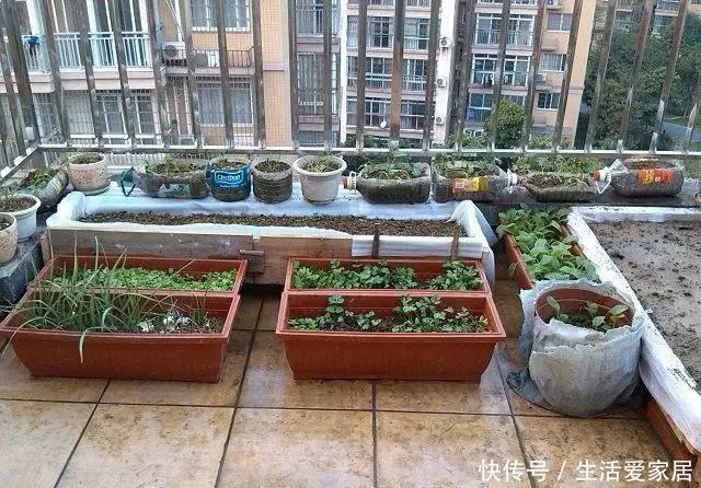  『邻居』邻居竟在楼顶搭建一个菜园，真让人哭笑不得，菜能吃吗？
