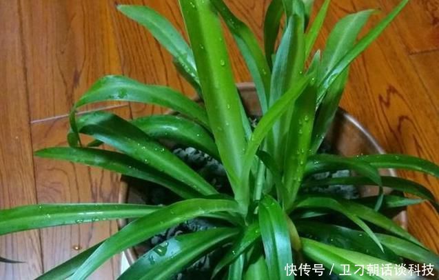 还加■兰花浇水只是单纯的浇水?老花匠还加了1点“它”,根不腐长得好