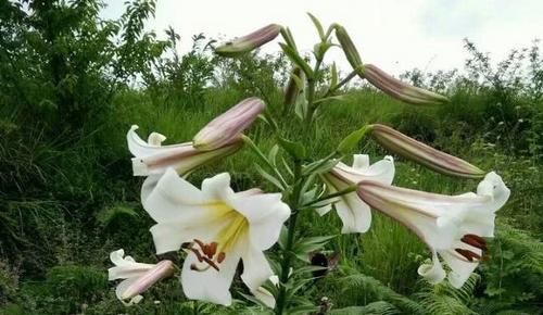  「山上」山上这种植物，花朵非常珍贵，您家乡若有，请珍惜它