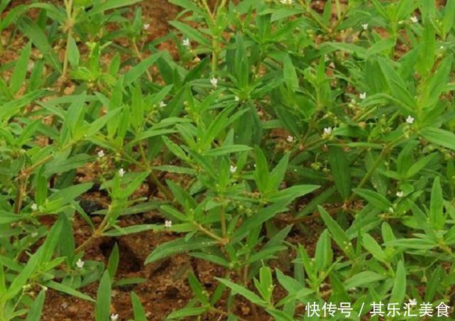  「蛇舌草」以前这种草野外随处可见，如今野生的十分稀少，药材