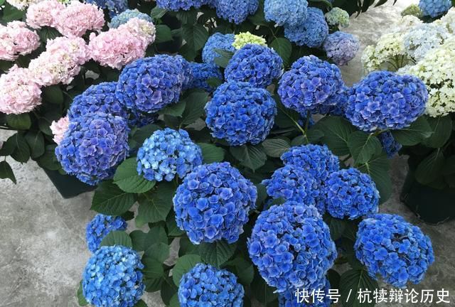  『爆盆』绣球花从花骨朵到盛花期该怎么养？做到4要点，开花爆盆90天