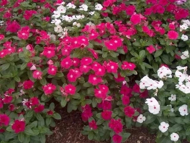  「充足的光照」容易开花、耐养、易繁殖的7种盆栽植物，光照充足的阳台多种几盆