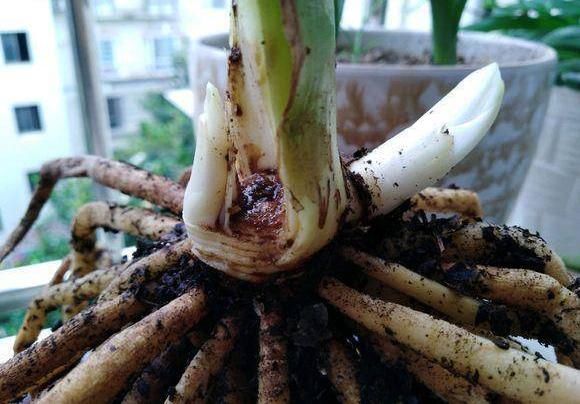  「嫩芽」君子兰根部烂根，叶子全剪掉，浇点营养液，爆出一堆小嫩芽