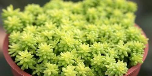  枝条■黄金万年草不用去花店买，掐几颗枝条就可以繁殖一盆！
