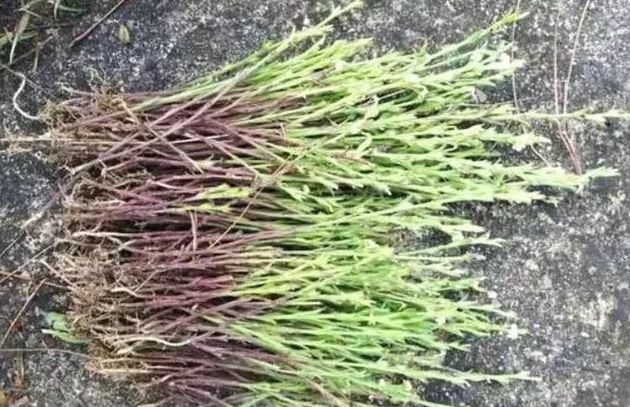 玉米地里有“独脚草”？别当杂草了，效果堪比人参