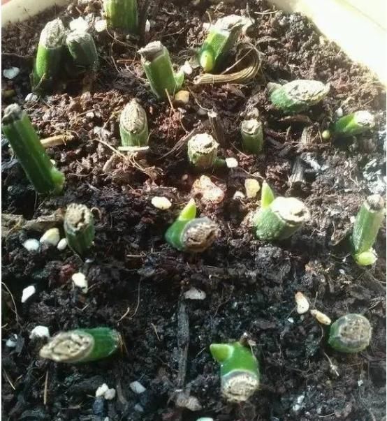 『就要』养花就要舍得割,这2种花越割长得就越旺,割1茬只用3周冒新芽
