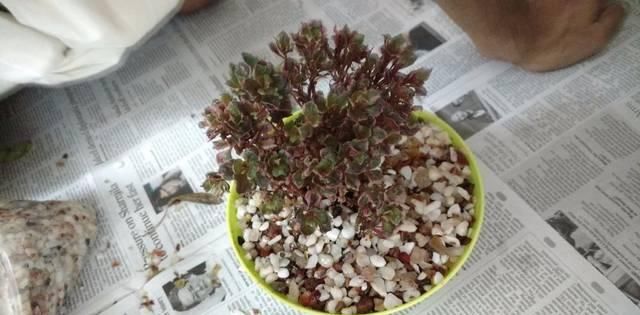  盆栽植物：我用这方法扦插繁殖了几十盆的植物，薄荷、吊兰轻松培育