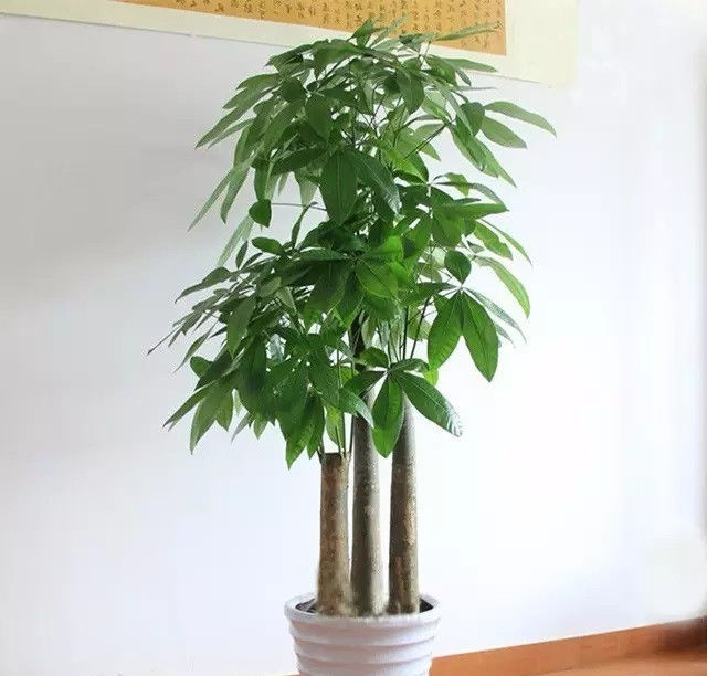  #懒人#“懒人”养花有福利了，这5种花，浇水越“少”越茂盛！