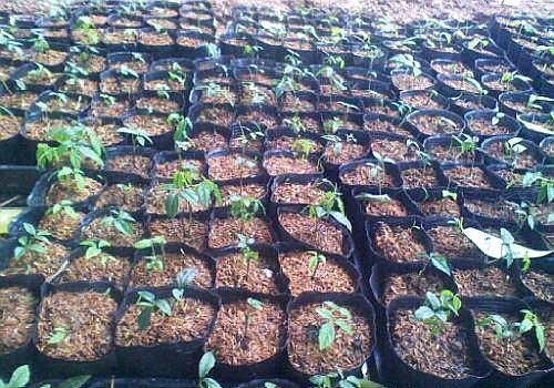 农村价值100元1斤的野草，有农民种它致富，1亩收入8万，方法曝光