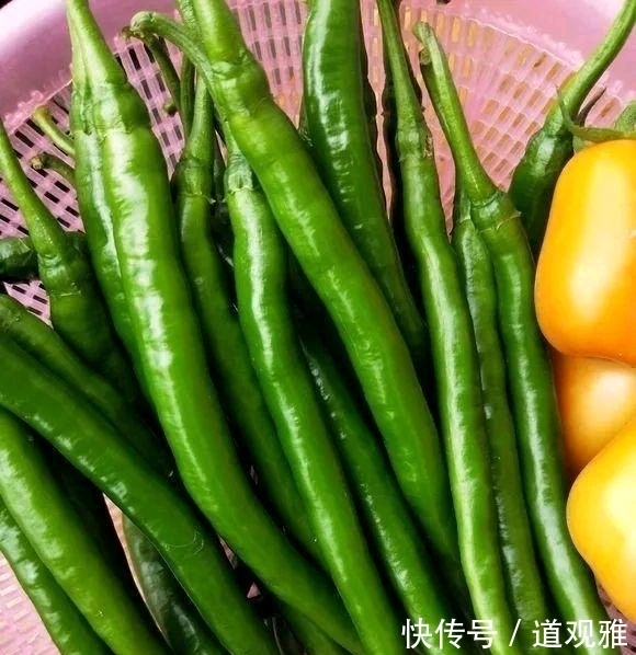  辣椒■阳台种辣椒有妙招，盆里加点小东西，辣椒成串，吃不完！