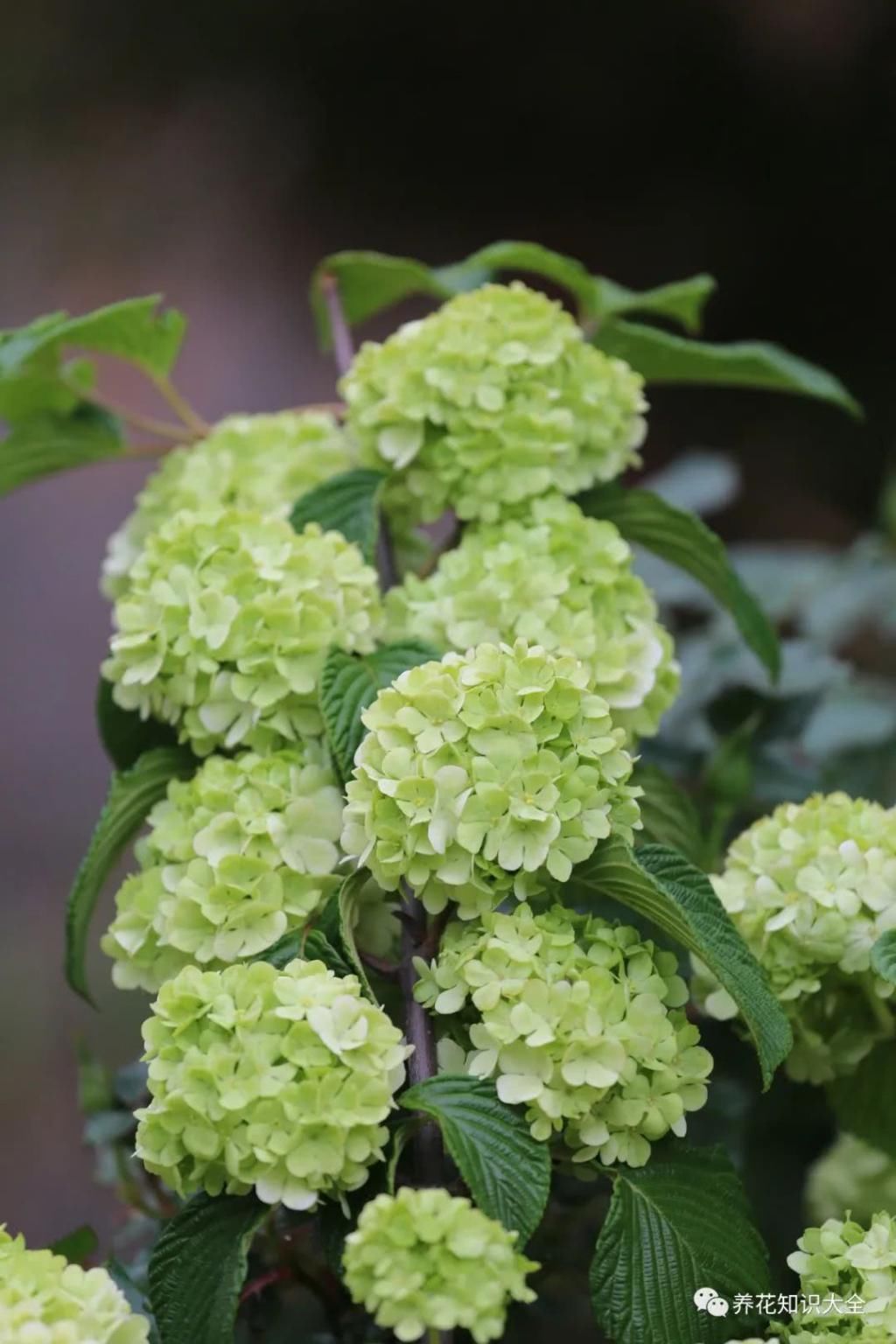  『朋友』我的小院我的花，一花一草都是我的好朋友！