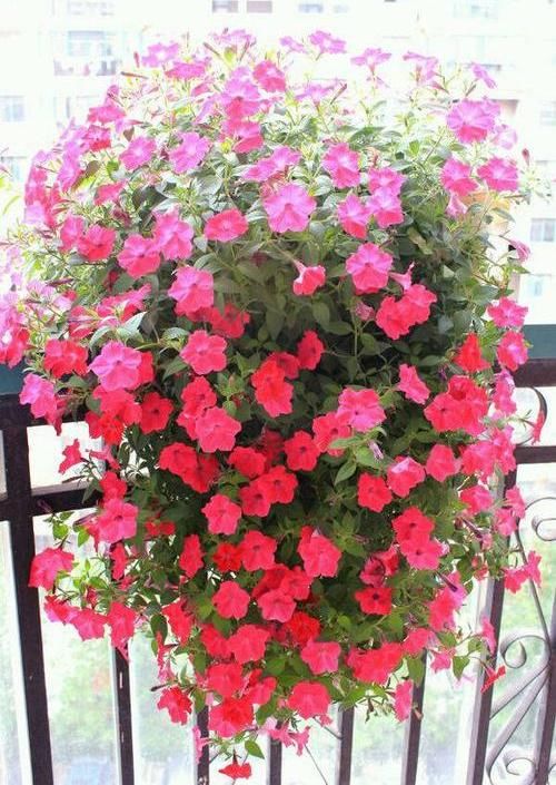  #种植#阳台种盆矮牵牛，易种植花色多，开成“花瀑布”，吊在空中非常美