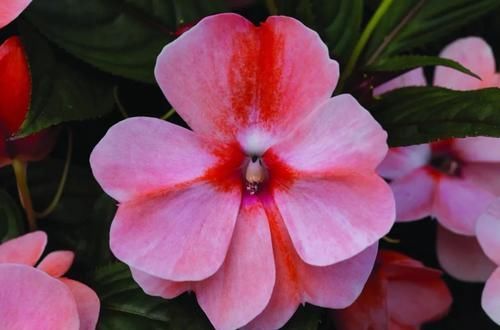  「要注意」新几内亚凤仙花常年可开花，可为啥容易感染白粉病呢？