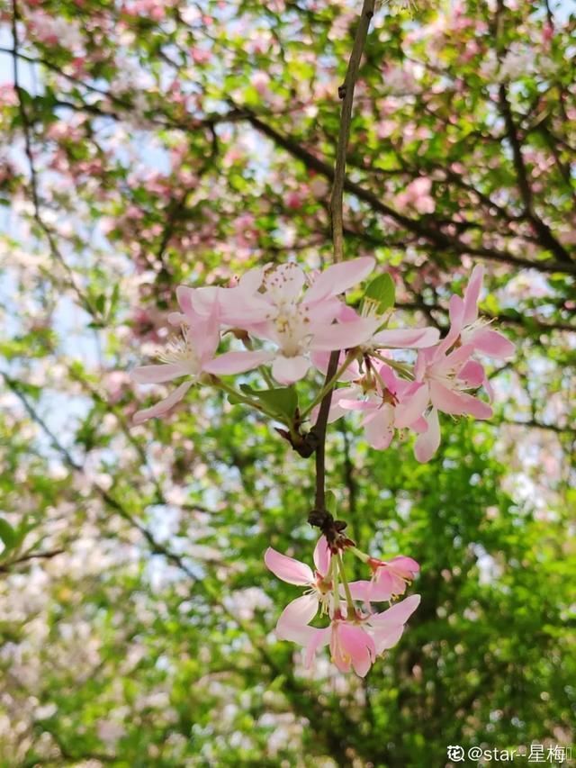  开出漂亮■阳春三月，出门踏青，原来有这么多漂亮花！