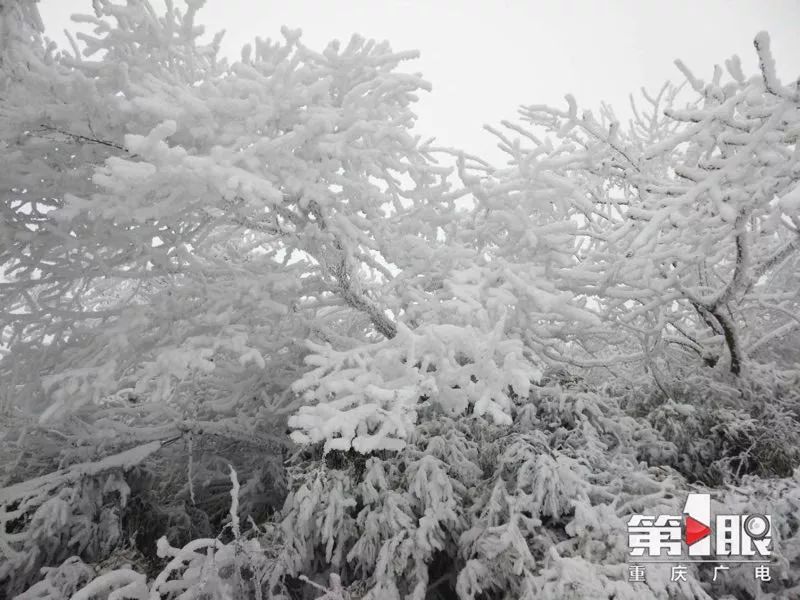 很冷，但也很美！今天重庆多地迎来降雪，你那里下雪了么