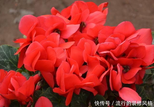 回家@春天还可以买仙客来吗,买回家怎么养?注意4点,还能开上两个月