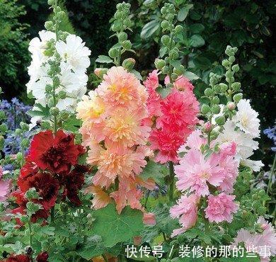 蜀葵■喜欢在家中养护花卉,就选择花色鲜艳,长势茂盛的3种花卉,妖娆