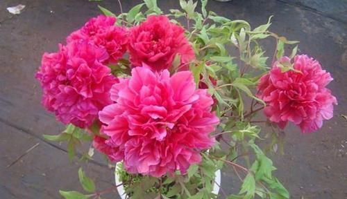  『季节』牡丹花适合在哪里栽种，什么季节适合栽种牡丹花？