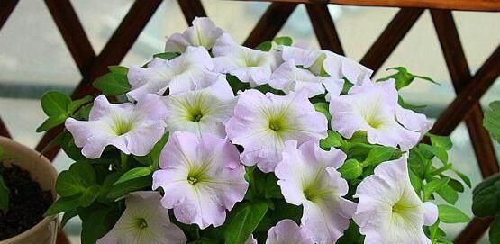  种花草：很好养的6种花草，扦插生根快，花儿开成团，漂亮易养活