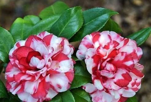  花卉植物■家里3种“黑夜花”，一见光就只剩叶，只要摆角落，花开一片墙