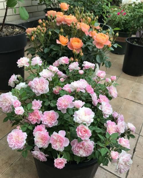  盆栽@这4款花卉盆栽，一开花就爆盆，花期长花色艳，家里满屋馨香