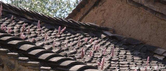 这种长在瓦片上的野草，用它消肿是一绝，如今20元一斤成稀罕货