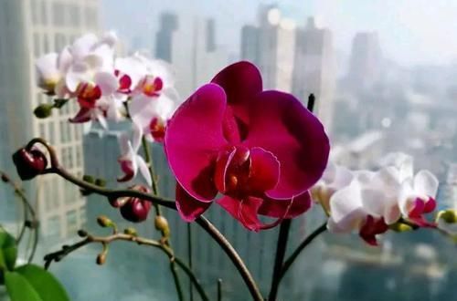  「技术员」蝴蝶兰盆栽什么时候换盆换水苔？蝴蝶兰基地技术员分享8年经验