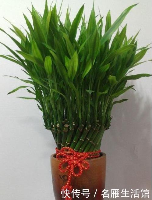 便是|3种绿植,开花便是“好兆头”,家里放一盆,日子顺风又顺水!