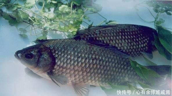 夏季|夏季钓鲫鱼:哪些时间段难钓,有什么原因吗?