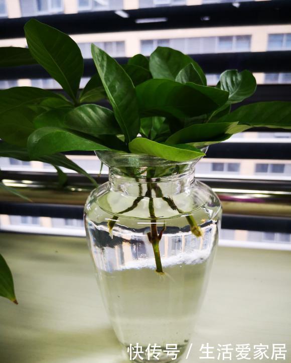  『绿萝』有“4种植物”，根系长得快，扦插一盆活一盆，回家不妨试一试