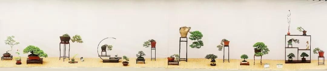  小品组合@微盆景展获奖作品精选，一起来养养眼