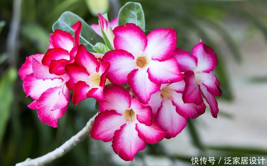  #牡丹#名字有玫瑰却不是玫瑰，比吊兰更好养，比牡丹更好看，漂亮极了