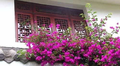 老桩@1种花树,越养越贵,花团锦簇,几年长成老桩树,给多少钱都不卖