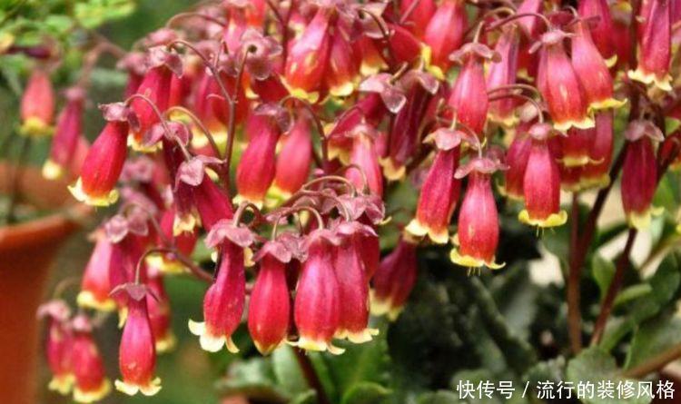 『日子』养花就养3种花,招财纳福好运来,日子越过越红火