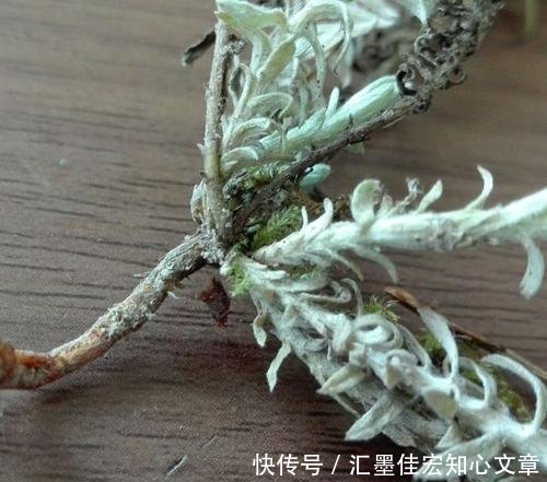  #鹿茸草价值#沙地里不起眼的野草，曾被拿去当柴火，殊不知名字霸气，价值珍贵