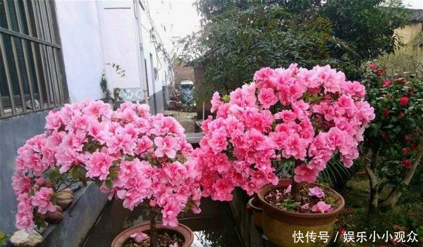 #开爆#大叔一盆杜鹃养6年,花开爆盆太美丽,大家都问他给花喂了啥