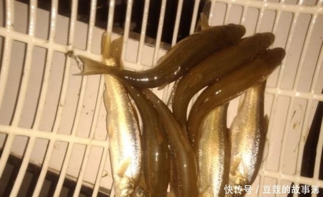 鱼鳞■世界上最古老的鱼类,深山老林才有,鱼鳞好吃,鱼肉自带香味