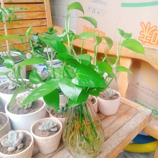  #塞水#夏天绿萝老黄叶，不如薅出来塞水里，分分钟长出好几米