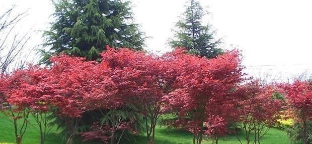 随便■7种最适合“造景”的花,家里有庭院,随便种3-5棵,就是个小花园